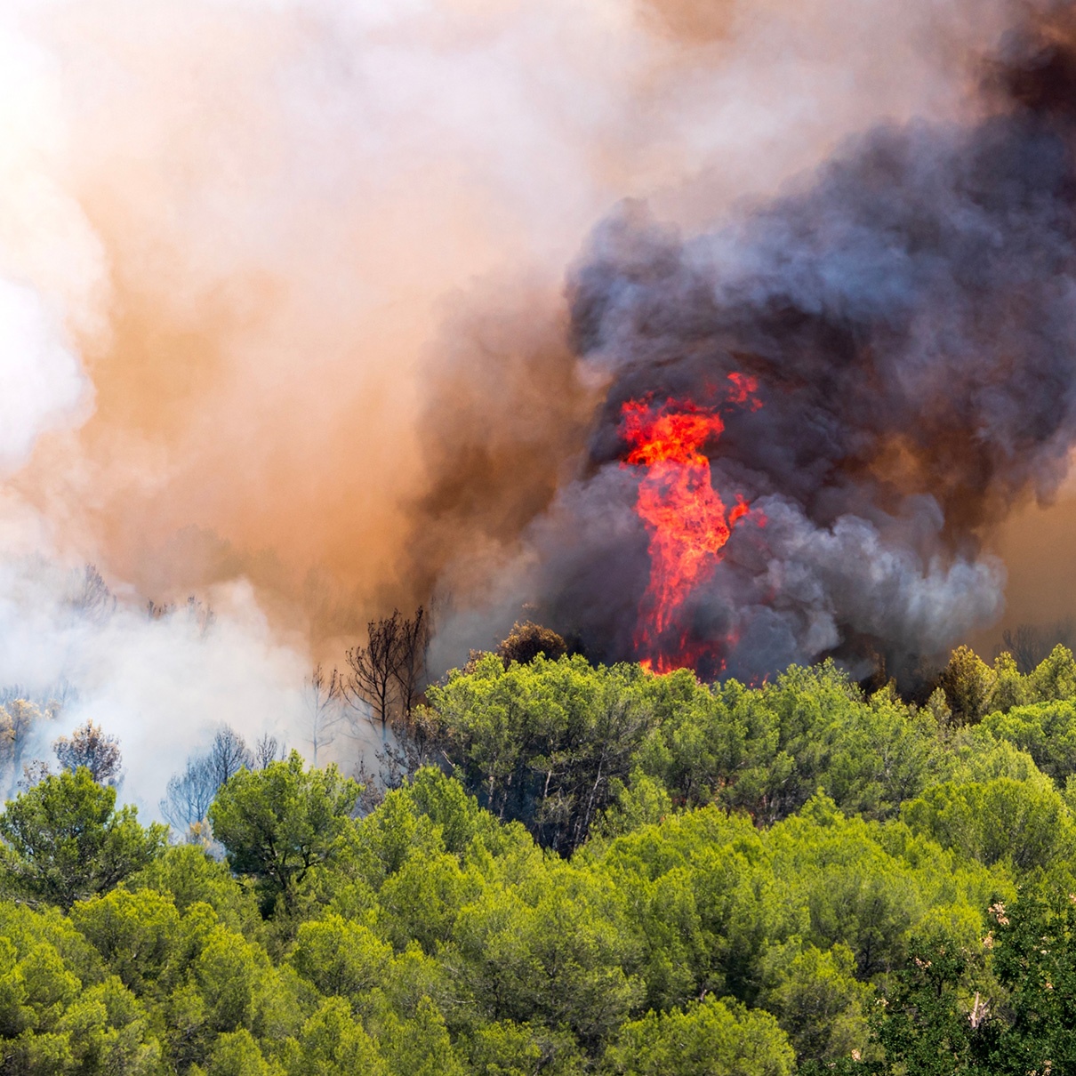 Lutte contre les feux de forêt